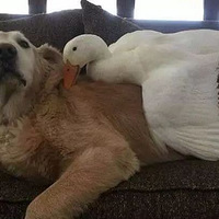 ëĿ꣬źů