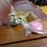 �������������Ϻ��ĵĲ�ʺ�٣��������Ķ����ˡ�������