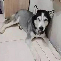 Ѹʿëû뵽ѹˣؼҺ...