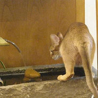 ˮ������ˮ��è�ǲ�������è�ҾͲ�֪���ˡ�