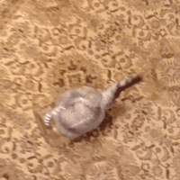 ��˵�����ǹ�����߾��磬���ٶ������޿ײ��룿��