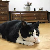 ��ֻ��ţèֻҪ����è���°࣬�ͻ�����������̫����ˣ�