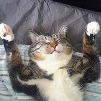 �������ɱ�������ڶ�������С������С��è