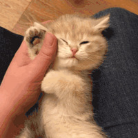 �л���԰è������������ʺ����û�ˣ�