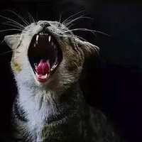 ��˵������è���ܳ��ൺ��è��ơ�ƣ�