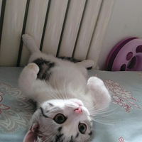 ������������è�������Ҷ�è̫��...