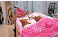 �Դ��è�������µ�����������Ҳ����ӭ���ˡ�