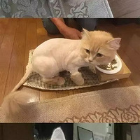 ��˵�����˱���ë�󣬰������ᵴȻ�޴�