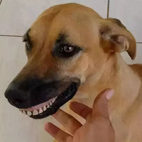 ˣִ˸