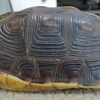 �ⶫ����ȻҲ������������ӣ����˵��Զ��ж��