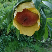 ��ʳ��������������ɽ���ӣ��ɿ���������ɫ����