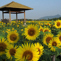 ������ڵ����տ�����