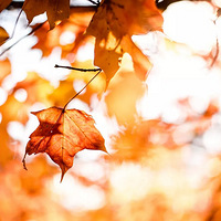 ��������ɫ��ľҶ������