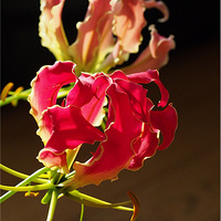 ���ݻ�����ѵѧУ����� �����ѻ����뻨����������