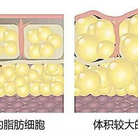 ʲô����֬��