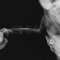 ��������ˤ�ˣ���Ҫȥ����ҽԺ ���ˣ���ţ�������רҵ��