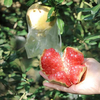 ?7?9 ��Ψһ���ĵ�����ᱻ�����������ʯ��