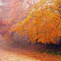 ��֮�������＾��������