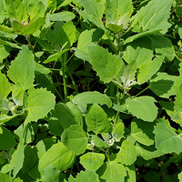 ��õ�����ʳ��