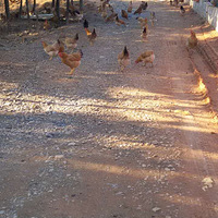 ��ɽҰ��������һ���ķ���