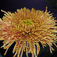 �ڰ˽��й��ջ���Ʒչ