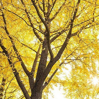 �Ҹ���ĩȥ����������һĨɫ�ʣ�Ѱ����֮��