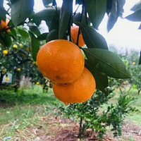 ����ʳ�����ٲ���ӿȪ�۽ۣ�����