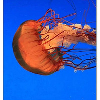 ��С��������ǿ�ĺ��ӣ���������������˼άģʽ��