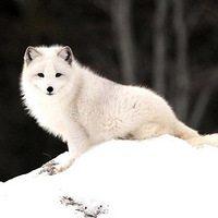 �ǵģ�˭�����ޣ�˭���������ѡ�˭�����ޣ��ҾͰ�˭��