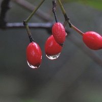 �����Ӽt�γεĹ�ʵ