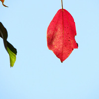 ������Ҷ ���޶�Ŀ