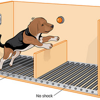 �����ӻ��ϡ�ϰ����������ʱ���������ﺢ�ӻָ�����