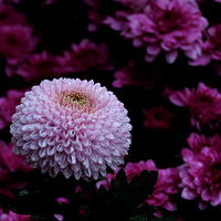 ���ɿɰ���ƹ�Ҿ�