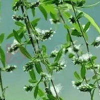 Ϣ˹���Ĺ�Ч������