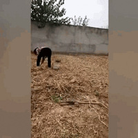 �ᱼ������ͻȻ�ؼң��뿴������ķ�Ӧ�����......
