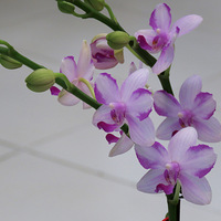 ������չ