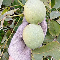 �ϼ�ɽ�ϵĺ���