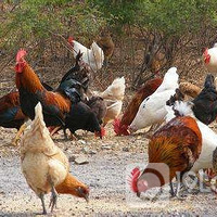 �Ѻ��ӵ�ֲ�������������˶��úܶ��ˣ�