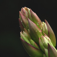 ��ɫ��׵ķ�β��