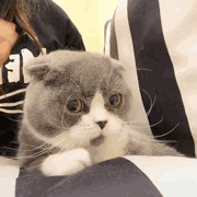 8����������ѻ���������Ц����Ĥը��