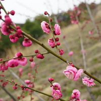2019.02.23ʫ�⽭�ϴӴ˿�ʼ�������紺�������ղأ�