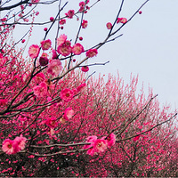 女神节，湘湖约梅