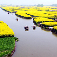 舟行千岛油菜花海，漫游李中水上森林，江苏兴化千岛花海漫游