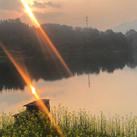 油菜花 千岛湖