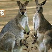 �����Ҷ���, ������ĸ�ױ�����������Ŀ��