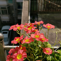 #随手拍春天#花花世界