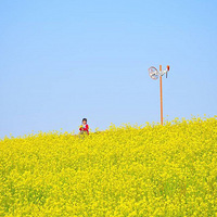 �ձ��ϰְ�Ů���ĳɹ��鿥����, ÿ��3���˴���ɹŮ��...