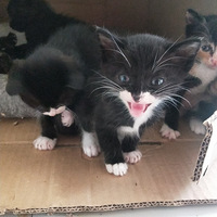 小猫猫满月了，想养一只小猫猫的快来领养吧，免费领养，善待它就