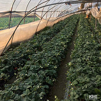 ����Ұ���������總������һ����ժ��ݮ�ĵط�������