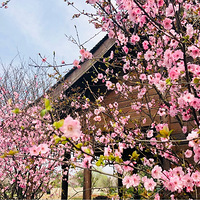 ��Ϫʪ������